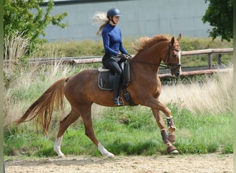Hannoveraan, Merrie, 5 Jaar, 170 cm, Vos
