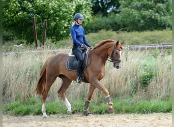 Hannoveraan, Merrie, 5 Jaar, 170 cm, Vos