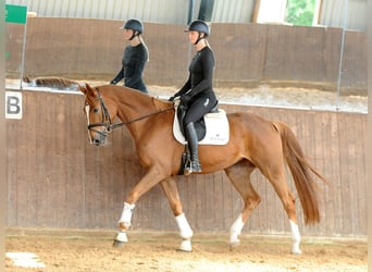 Hannoveraan, Merrie, 5 Jaar, 170 cm, Vos
