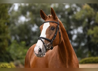 Hannoveraan, Merrie, 5 Jaar, 170 cm, Vos