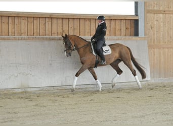 Hannoveraan, Merrie, 5 Jaar, 170 cm, Vos