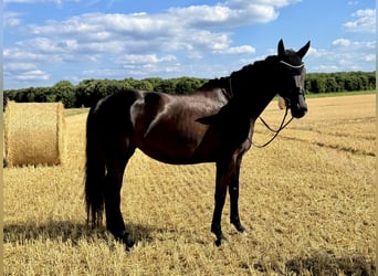 Hannoveraan, Merrie, 5 Jaar, 170 cm, Zwart