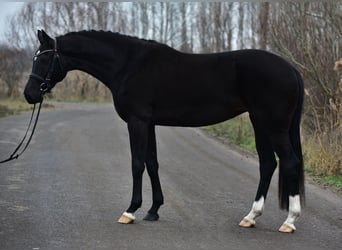 Hannoveraan, Merrie, 5 Jaar, 170 cm, Zwart