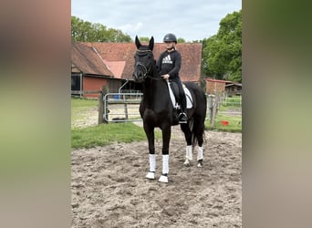 Hannoveraan, Merrie, 5 Jaar, 170 cm, Zwart
