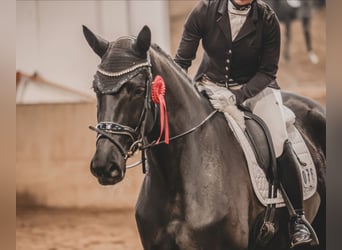 Hannoveraan, Merrie, 5 Jaar, 170 cm, Zwart