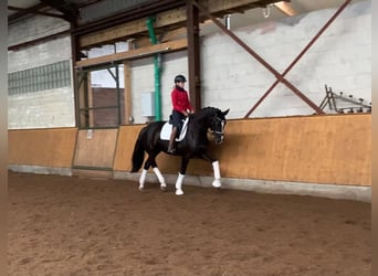 Hannoveraan, Merrie, 5 Jaar, 170 cm, Zwart