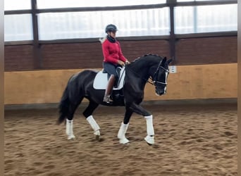 Hannoveraan, Merrie, 5 Jaar, 170 cm, Zwart