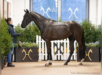 Hannoveraan, Merrie, 5 Jaar, 170 cm, Zwart