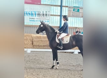 Hannoveraan, Merrie, 5 Jaar, 170 cm, Zwart