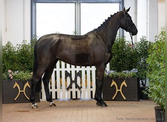 Hannoveraan, Merrie, 5 Jaar, 170 cm, Zwart