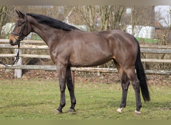 Hannoveraan, Merrie, 5 Jaar, 171 cm, Bruin