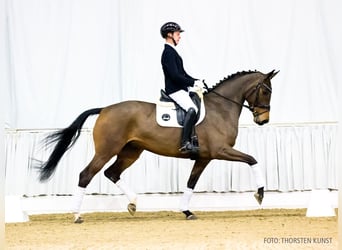 Hannoveraan, Merrie, 5 Jaar, 171 cm, Bruin