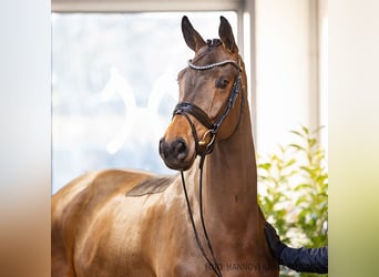 Hannoveraan, Merrie, 5 Jaar, 171 cm, Bruin