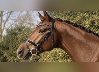 Hannoveraan, Merrie, 5 Jaar, 171 cm, Donkere-vos