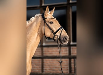 Hannoveraan, Merrie, 5 Jaar, 171 cm, Palomino