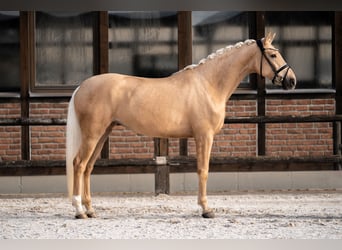 Hannoveraan, Merrie, 5 Jaar, 171 cm, Palomino