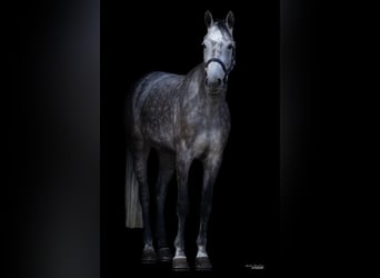 Hannoveraan, Merrie, 5 Jaar, 171 cm, Schimmel