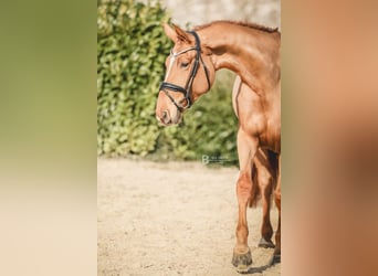 Hannoveraan, Merrie, 5 Jaar, 171 cm, Vos