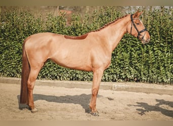 Hannoveraan, Merrie, 5 Jaar, 171 cm, Vos