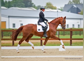 Hannoveraan, Merrie, 5 Jaar, 171 cm, Vos
