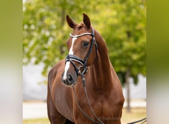 Hannoveraan, Merrie, 5 Jaar, 171 cm, Vos