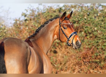 Hannoveraan, Merrie, 5 Jaar, 172 cm, Bruin