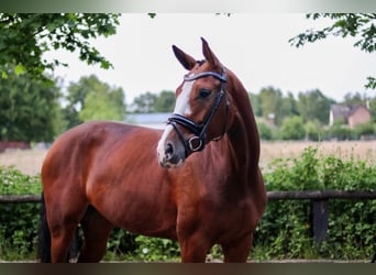 Hannoveraan, Merrie, 5 Jaar, 172 cm, Bruin