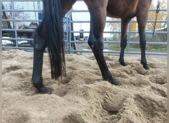 Hannoveraan, Merrie, 5 Jaar, 172 cm, Bruin