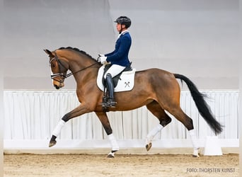 Hannoveraan, Merrie, 5 Jaar, 172 cm, Bruin