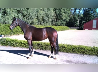 Hannoveraan, Merrie, 5 Jaar, 172 cm, Bruin