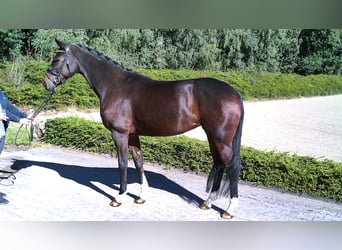 Hannoveraan, Merrie, 5 Jaar, 172 cm, Bruin