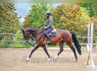 Hannoveraan, Merrie, 5 Jaar, 172 cm, Bruin