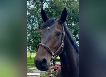 Hannoveraan, Merrie, 5 Jaar, 172 cm, Donkerbruin