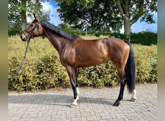 Hannoveraan, Merrie, 5 Jaar, 172 cm, Donkerbruin