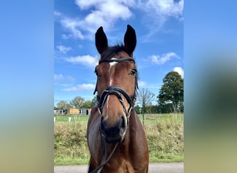 Hannoveraan, Merrie, 5 Jaar, 172 cm, Donkerbruin