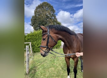 Hannoveraan, Merrie, 5 Jaar, 172 cm, Donkerbruin