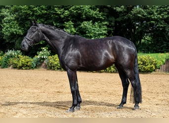 Hannoveraan, Merrie, 5 Jaar, 172 cm, Donkerbruin
