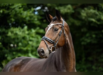 Hannoveraan, Merrie, 5 Jaar, 172 cm, Donkerbruin