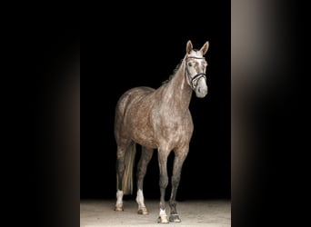 Hannoveraan, Merrie, 5 Jaar, 172 cm, Schimmel