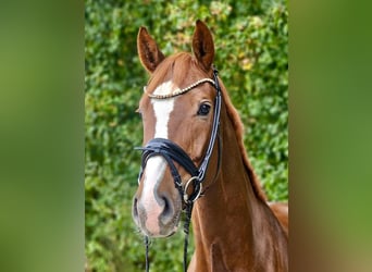 Hannoveraan, Merrie, 5 Jaar, 172 cm, Vos