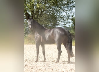 Hannoveraan, Merrie, 5 Jaar, 172 cm, Zwart