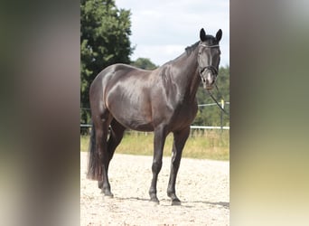 Hannoveraan, Merrie, 5 Jaar, 172 cm, Zwart