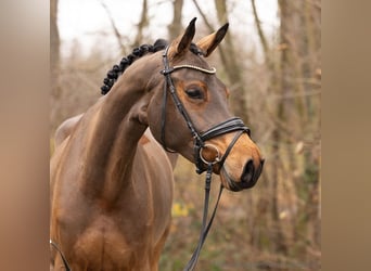 Hannoveraan, Merrie, 5 Jaar, 173 cm, Bruin