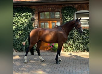 Hannoveraan, Merrie, 5 Jaar, 173 cm, Bruin