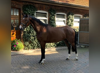 Hannoveraan, Merrie, 5 Jaar, 173 cm, Bruin