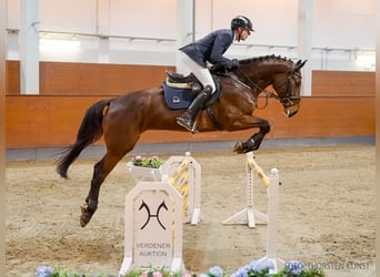 Hannoveraan, Merrie, 5 Jaar, 173 cm, Bruin