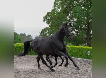 Hannoveraan, Merrie, 5 Jaar, 173 cm, Donkerbruin