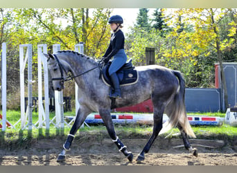 Hannoveraan, Merrie, 5 Jaar, 173 cm, Schimmel