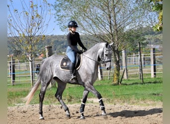 Hannoveraan, Merrie, 5 Jaar, 173 cm, Schimmel