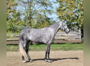 Hannoveraan, Merrie, 5 Jaar, 173 cm, Schimmel